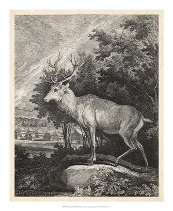 Framed Woodland Deer II Print