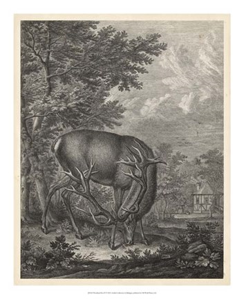 Framed Woodland Deer IV Print