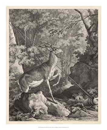 Framed Woodland Deer VII Print