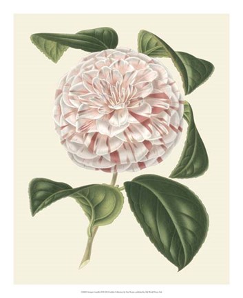 Framed Antique Camellia III Print