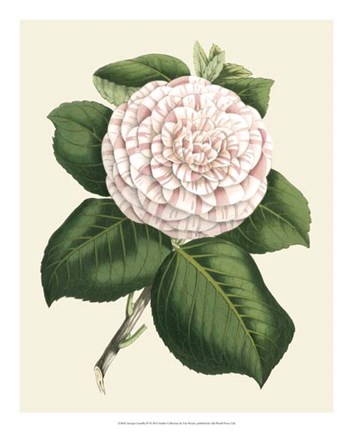 Framed Antique Camellia IV Print