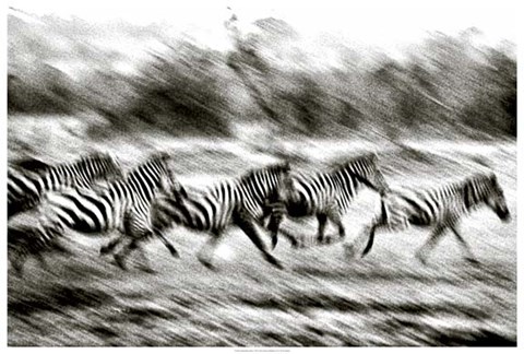 Framed Stampeding Zebra Print