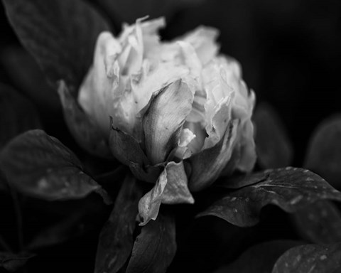 Framed Poetry I Print