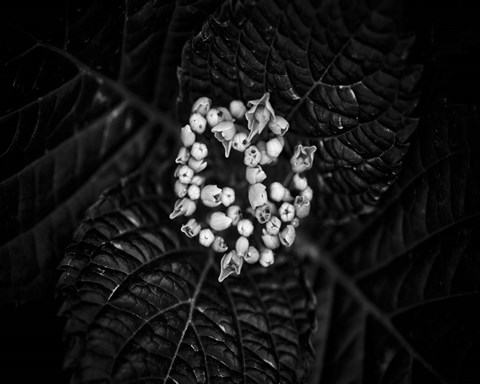 Framed Poetry IV Print