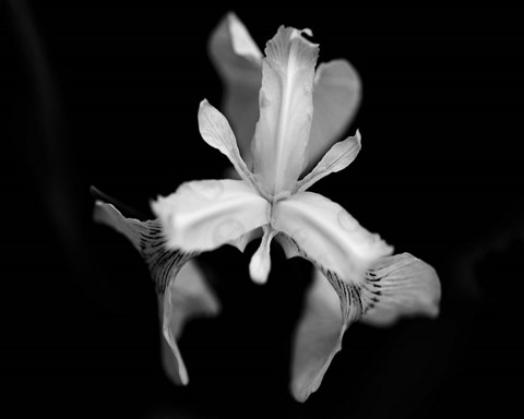 Framed Poetry V Print