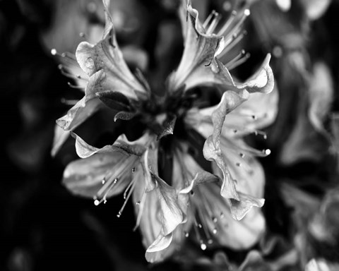 Framed Poetry VII Print