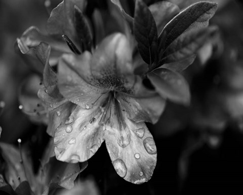 Framed Poetry VIII Print