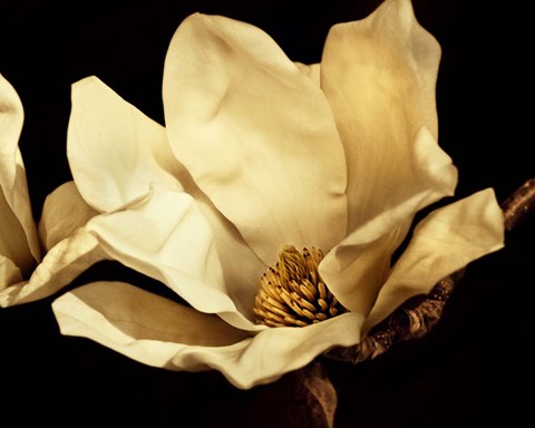 Framed Buttercream Magnolia I Print