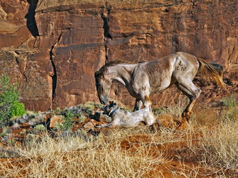 Framed Running Horses I Print