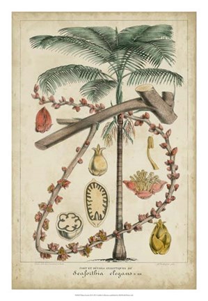 Framed Palma Exotica II Print