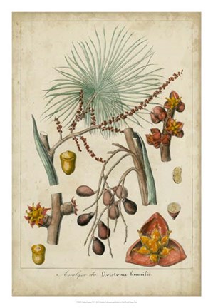 Framed Palma Exotica III Print