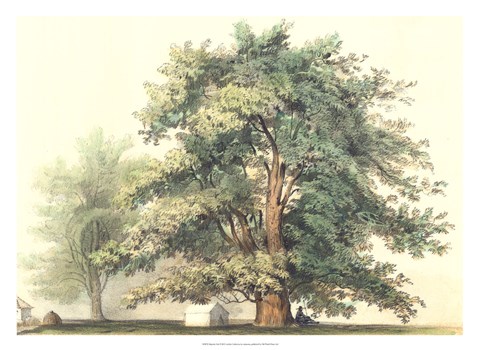 Framed Majestic Oak Print