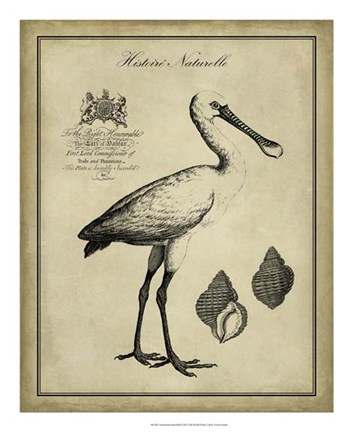Framed Antiquarian Spoonbill Print