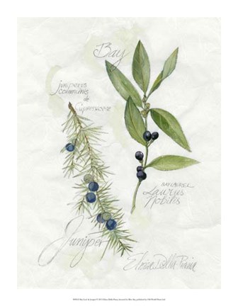 Framed Bay Leaf &amp; Juniper Print