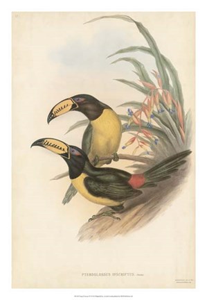 Framed Tropical Toucans IV Print