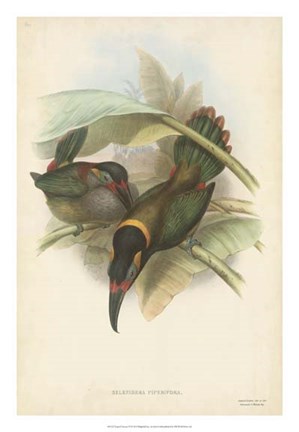 Framed Tropical Toucans VI Print