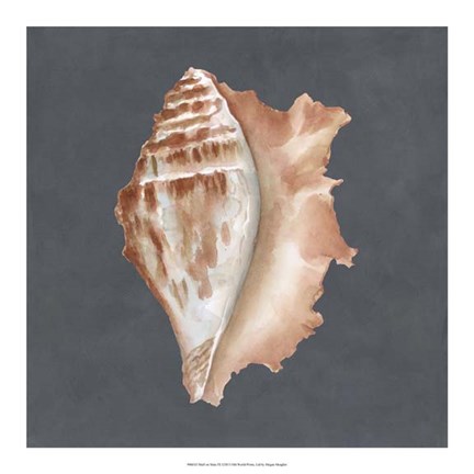 Framed Shell on Slate IX Print