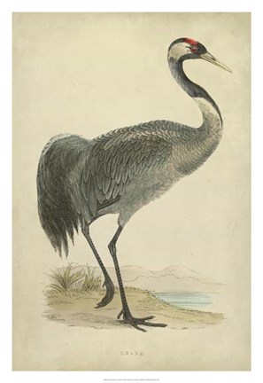 Framed Morris Crane I Print