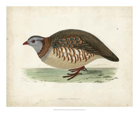 Framed Morris Pheasants III Print