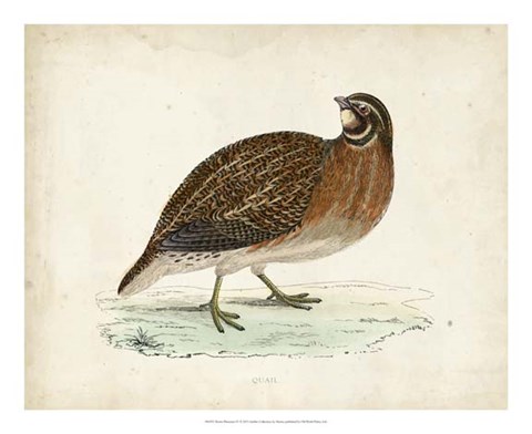 Framed Morris Pheasants IV Print