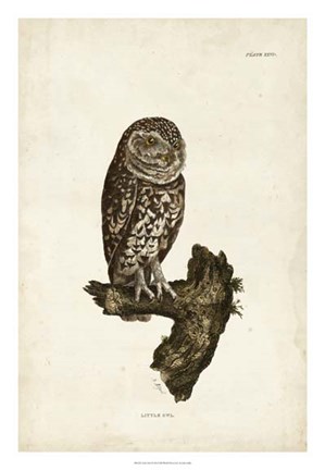 Framed Little Owl Print