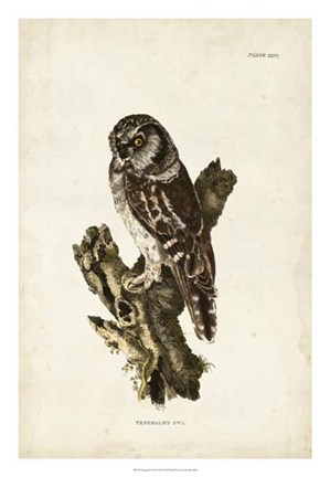 Framed Tengmalm&#39;s Owl Print
