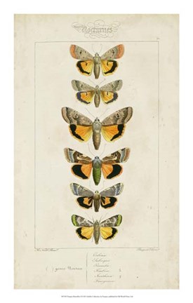 Framed Pauquet Butterflies I Print