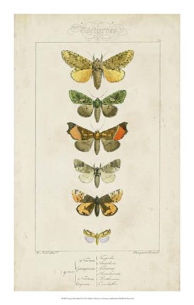 Framed Pauquet Butterflies II Print