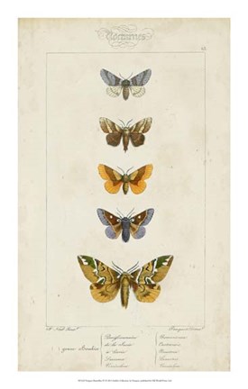 Framed Pauquet Butterflies IV Print