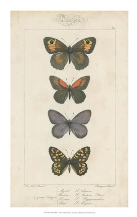 Framed Pauquet Butterflies V Print