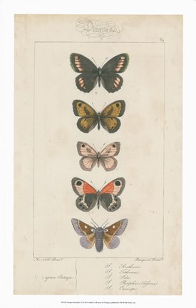 Framed Pauquet Butterflies VI Print