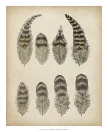 Framed Vintage Feathers I Print