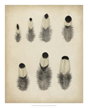 Framed Vintage Feathers II Print