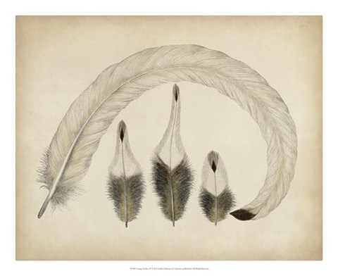 Framed Vintage Feathers IV Print