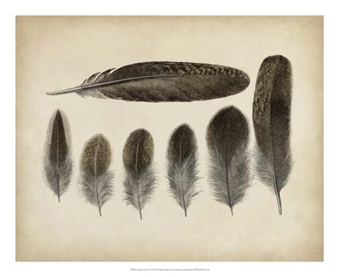 Framed Vintage Feathers VI Print