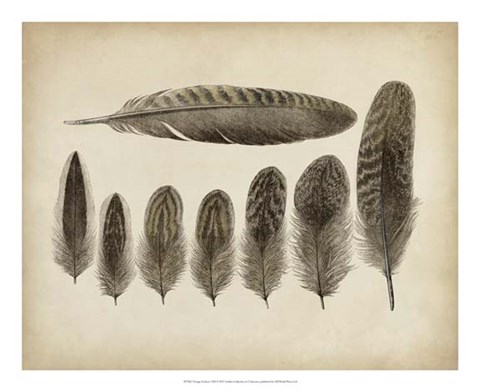 Framed Vintage Feathers VIII Print