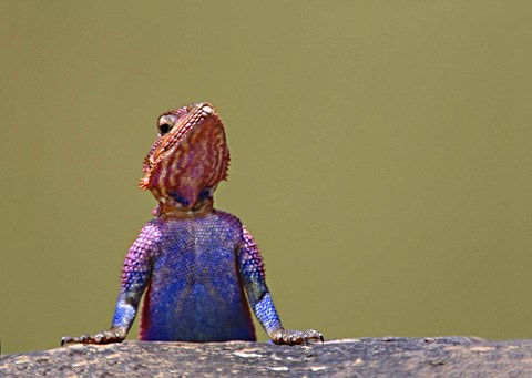 Framed Agama Lizard Kenya Africa Print