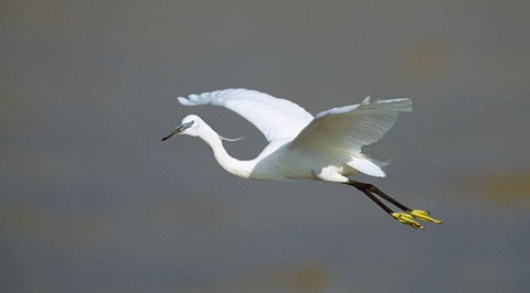 Framed Egret in Flight Kenya Africa Print