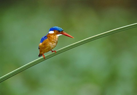 Framed Malachite Kingfisher Tanzania Africa Print