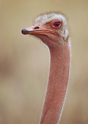 Framed Ostrich Kenya Africa Print