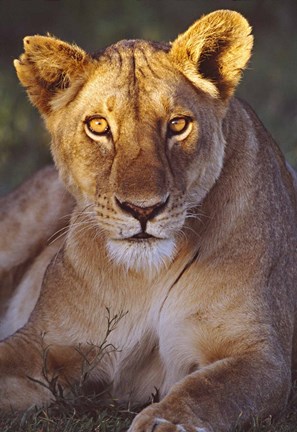Framed Lioness Tanzania Africa Print