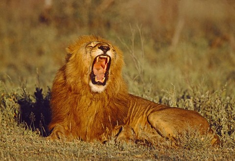 Framed Roaring Lion Tanzania Africa Print