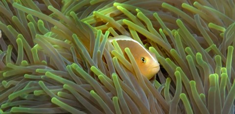 Framed Close-up of a Skunk Anemone fish and Indian Bulb Anemone Print