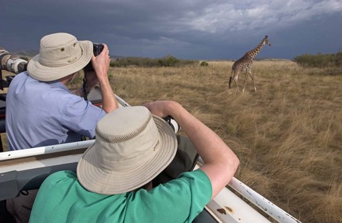 Framed Rear view of two safari photographers filming a giraffe Print