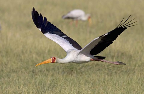 Framed Yellow-billed stork flying above a field Print