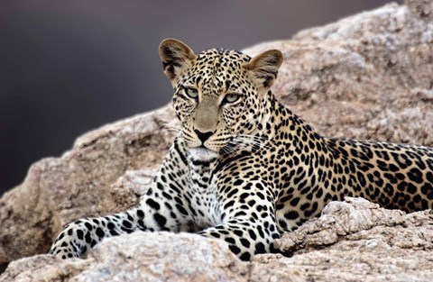 Framed Close-up of a leopard lying on a rock Print