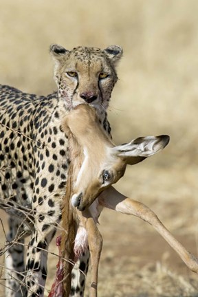 Framed Close-up of a cheetah carrying its kill Print