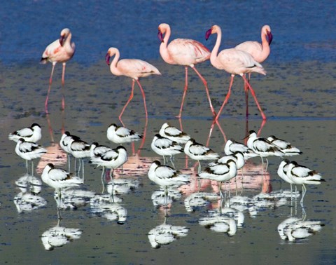 Framed Avocets and flamingos standing in water, Ngorongoro Crater, Ngorongoro Conservation Area, Tanzania Print