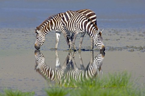 Framed Two zebras drinking water from a lake, Ngorongoro Conservation Area, Arusha Region, Tanzania (Equus burchelli chapmani) Print