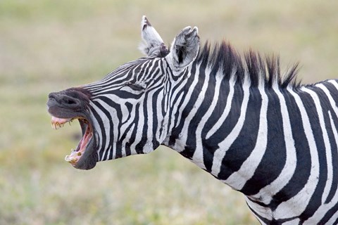 Framed Close-up of a zebra braying, Ngorongoro Crater, Ngorongoro Conservation Area Tanzania Print